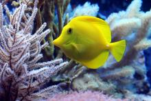 coral fish coral fish