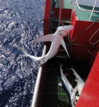 Blue shark caught by Atlantic longline Photo credit MBA Blue shark caught by Atlantic longline Photo credit MBA