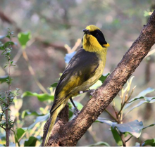 honeyeater