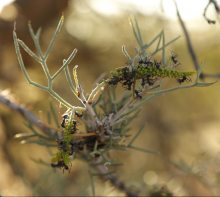Black tyrant ants on a hakea branch. Photo: Glenda Wardle Black tyrant ants on a hakea branch. Photo: Glenda Wardle