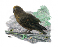 Giant Parrot credit Dr Brian Choo, Flinders University Giant Parrot credit Dr Brian Choo, Flinders University