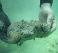 seagrass death seagrass death