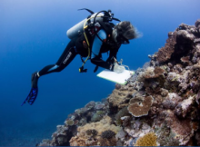 A marine scientist gathers data on coral reefs near Fiji for the largest coral study ever conducted. Credit: Emily Darling/WCS. A marine scientist gathers data on coral reefs near Fiji for the largest coral study ever conducted. Credit: Emily Darling/WCS.