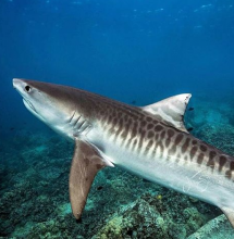 Tiger Shark Tiger Shark