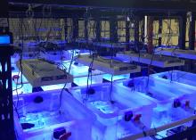 Super corals in the lab Super corals