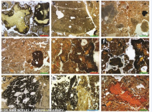 Denisova fossil poo gallery, hyena and wolf and unidentified File size: 233.8 KB Attribution: Flinders University Denisova fossil poo gallery, hyena and wolf and unidentified File size: 233.8 KB Attribution: Flinders University