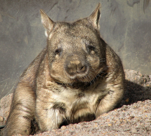 Hairy nosed wombat Hairy nosed wombat