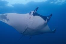 Manta Ray Manta Ray