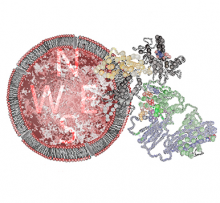 Artwork of a gamma delta T cell receptor interacting with MR1. Artwork by: Dr Erica Tandori, artist-in-residence, Monash BDI. Artwork of a gamma delta T cell receptor interacting with MR1. Artwork by: Dr Erica Tandori, artist-in-residence, Monash BDI.