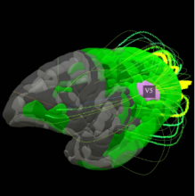 an image from the project's 3D brain viewer an image from the project's 3D brain viewer