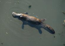 swimming platypus swimming platypus