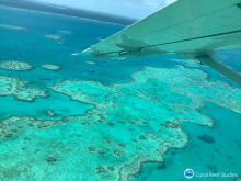 bleached reef survey. bleached reef survey.
