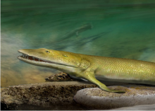 Artists reconstruction of Elpistostege fish fossil found in Miguasha, Canada. Credit: Katrina Kenny Artists reconstruction of Elpistostege fish fossil found in Miguasha, Canada. Credit: Katrina Kenny