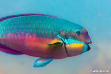 The Steephead parrotfish (Chlorurus microrhinos), seen here at Lizard Island, Australia, is a large vegetarian fish. Image credit: Victor Huertas. The Steephead parrotfish (Chlorurus microrhinos), seen here at Lizard Island, Australia, is a large vegetarian fish. Image credit: Victor Huertas.