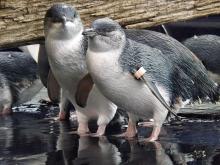 Little penguins Little penguins
