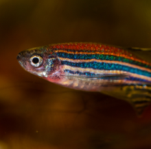 zebra fish zebra fish