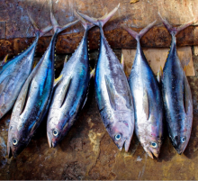 wild fish catch goa wild fish catch goa
