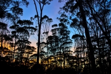 Dryandra Sunrise Dryandra Sunrise