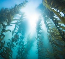 Kelp Forest (CC BY 2.0)