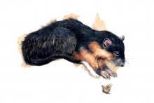 Rat Rat