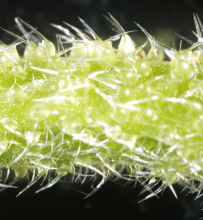 The Gympie Gympie stinging tree has needle-like trichomes which inject toxins. Credit: Institute for Molecular Bioscience, University of Queensland The Gympie Gympie stinging tree has needle-like trichomes which inject toxins. Credit: Institute for Molecular Bioscience, University of Queensland
