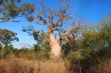 Image: One of the iconic boab trees with a carving in the Kimberley, WA. Credit: Jane Balme Image: One of the iconic boab trees with a carving in the Kimberley, WA. Credit: Jane Balme