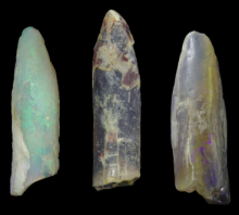 Sauropod teeth fossils (not to scale) showing the diversity of tooth shapes found at Lightning Ridge. The fossils have different colours since they’re all made out of opal. Timothy Frauenfelder Sauropod teeth fossils (not to scale) showing the diversity of tooth shapes found at Lightning Ridge. The fossils have different colours since they’re all made out of opal. Timothy Frauenfelder