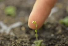 PEB Seedling PEB Seedling