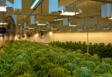 Cann Group Limited, key partner of the ARC Research Hub for Medicinal Agriculture. Cann Group Limited, key partner of the ARC Research Hub for Medicinal Agriculture.