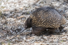 echidna echidna