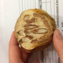 anyakngarra nut anyakngarra nut