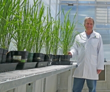 Robert Furbank, Director ARC Centre of Excellence for Translational Photosynthesis and ANU Research School of Biology. Robert Furbank, Director ARC Centre of Excellence for Translational Photosynthesis and ANU Research School of Biology.