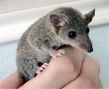 The grey short tailed opossum The grey short tailed opossum