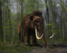 Mammoth Mammoth