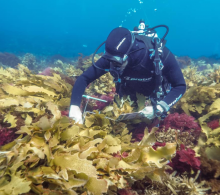 Researching the health of kelp forests in the Great Southern Reef Researching the health of kelp forests in the Great Southern Reef
