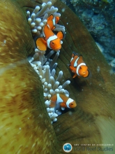 Baby reef fish swimming. Baby reef fish swimming.