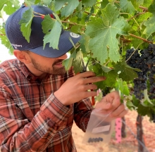 Researcher Pietro Previtali collecting sample Cabernet Sauvignon grapes for the study. Researcher Pietro Previtali collecting sample Cabernet Sauvignon grapes for the study.