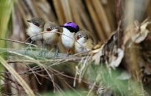Avoiding predation is key for surviving in the wild. Credit: Dr Niki Teunissen. Avoiding predation is key for surviving in the wild. Credit: Dr Niki Teunissen.