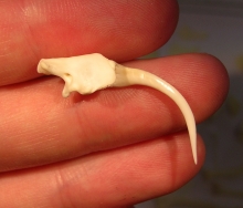 Venom fang of a Gaboon viper, with the venom groove running along the top. Alessandro Palci, Author provided Venom fang of a Gaboon viper, with the venom groove running along the top. Alessandro Palci, Author provided