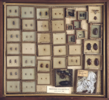 Collection of beetles, Case containing beetles from the Joseph Dandridge and Petiver collections. Some have Hans Sloane's catalogue numbers. C016/5553 ©The Trustees of the Natural History Museum, London Collection of beetles, Case containing beetles from the Joseph Dandridge and Petiver collections. Some have Hans Sloane's catalogue numbers. C016/5553 ©The Trustees of the Natural History Museum, London