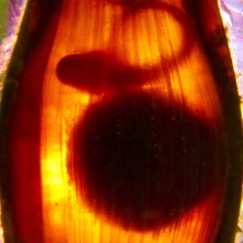 Shark Embryo by M Johnson Shark Embryo by M Johnson