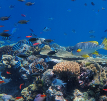 healthy coral reef - coral coe healthy coral reef - coral coe