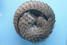 A pangolin in defensive posture, Horniman Museum, London A pangolin in defensive posture, Horniman Museum, London