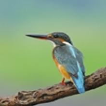 Image: Female common Kingfisher