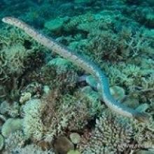 A sea snake A sea snake