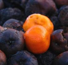 Orange Rotten Fruit Picture rotten oranges