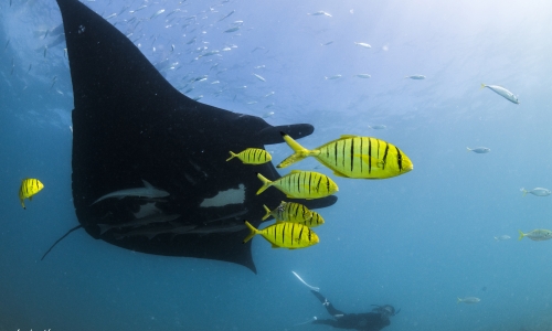 Whoopi the Manta Ray