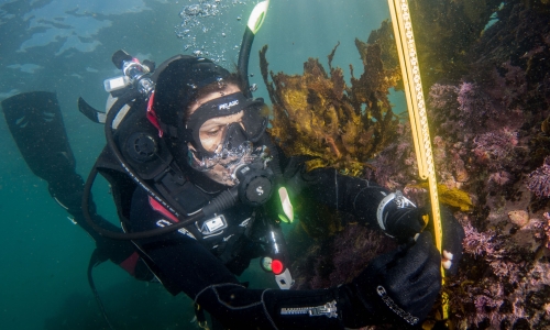 Associate Professor Adriana Vergés measuring crayweed. 