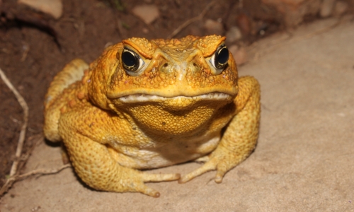 Cane toad yellow.