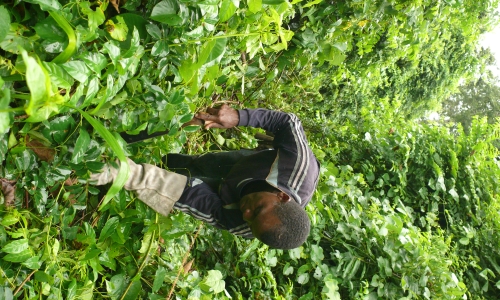 Research assistant Gerard Kyasapa cutting a vine thicket in Tanzania. 